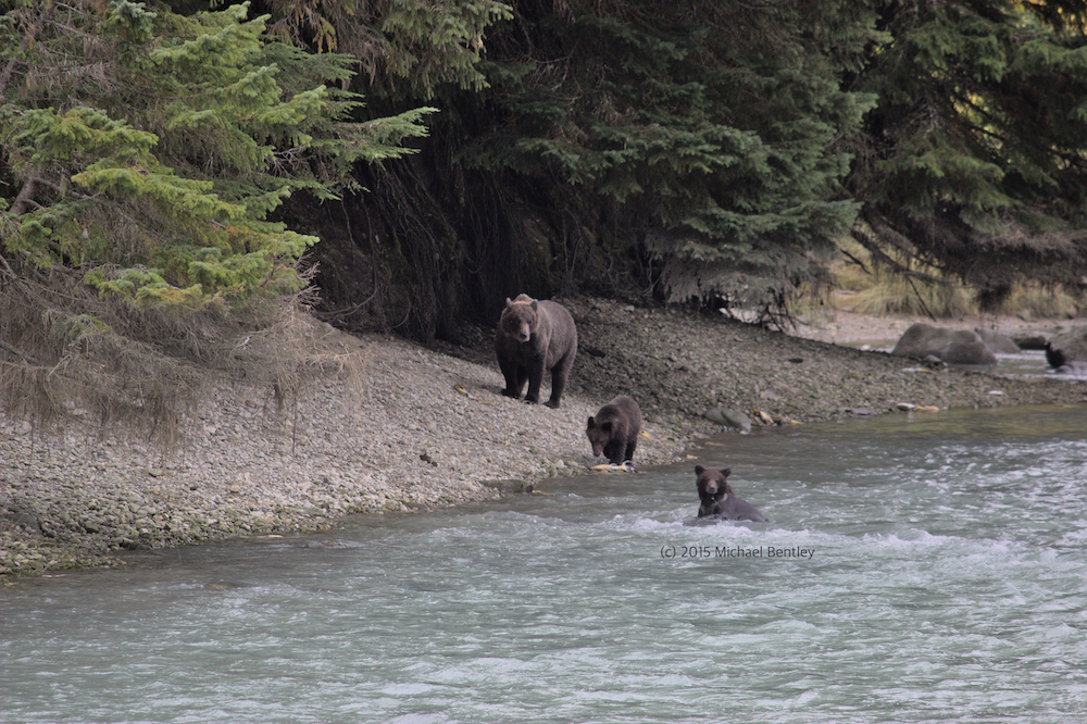 family of bears hunting salmon