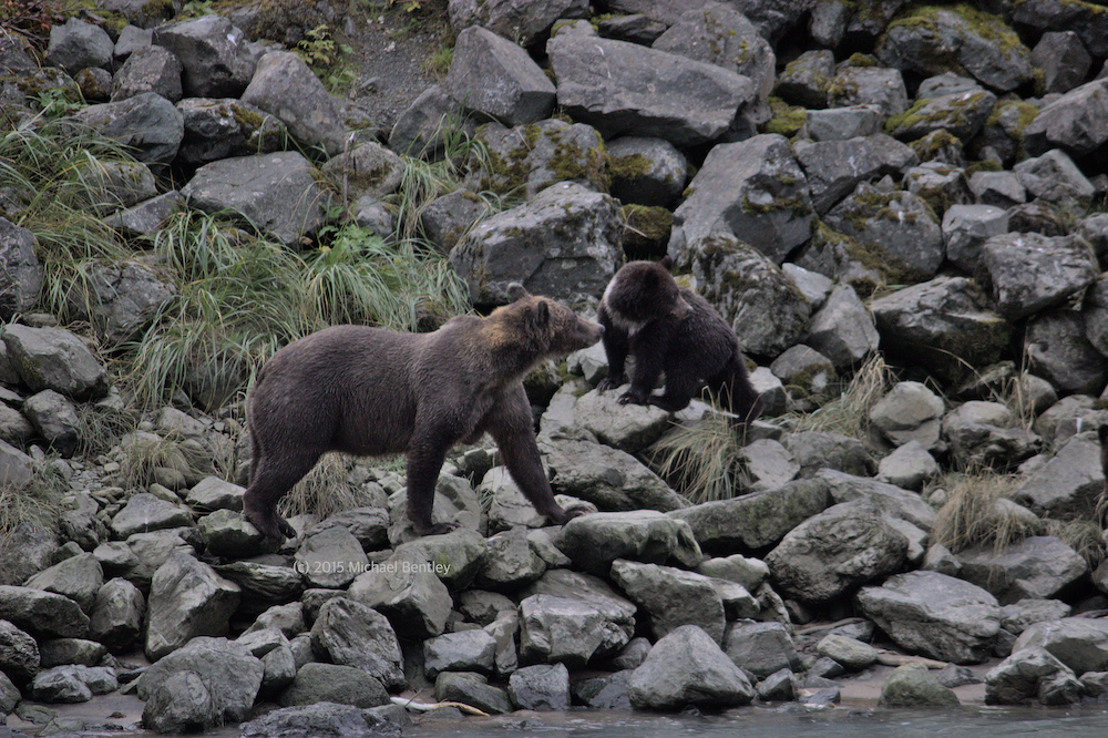 two bears near the river