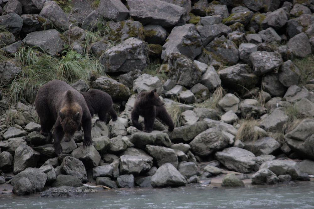 family of bears hunting salmon