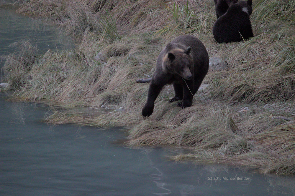 family of bears hunting salmon