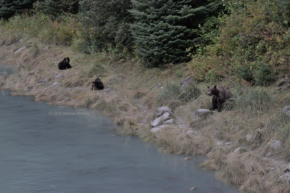 family of bears hunting salmon